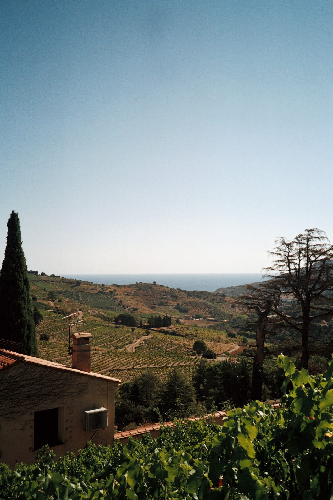 Vignes vue sur mer
